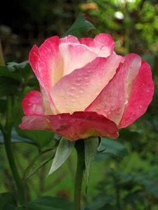 Garden flower bloom photo