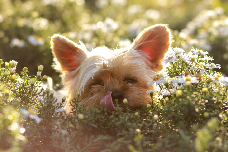 Terrier dog sun