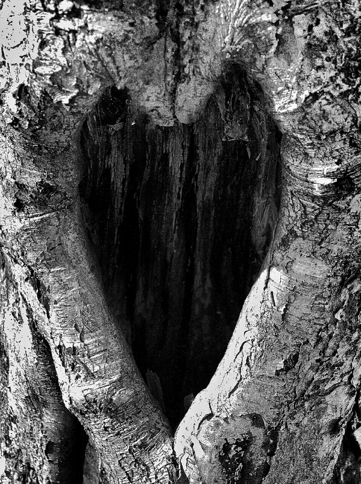 Tree heart birch utkarvat heart