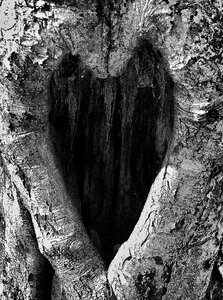 Tree heart birch utkarvat heart
