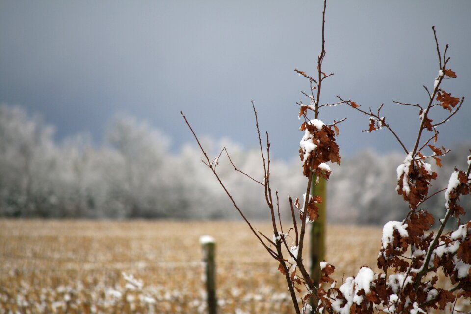 Still life pasture snow