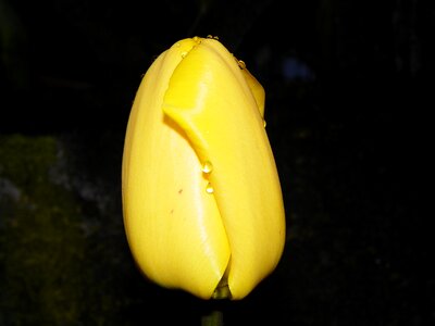 Yellow floral closed