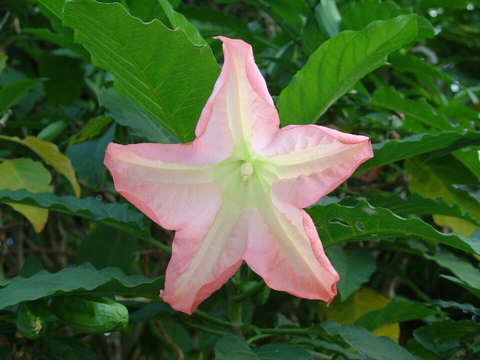 Thailand bloom nature