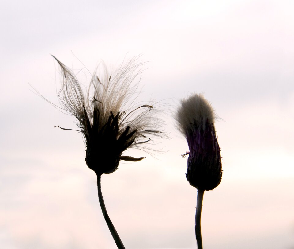 Flowers flowers in pairs two flowers