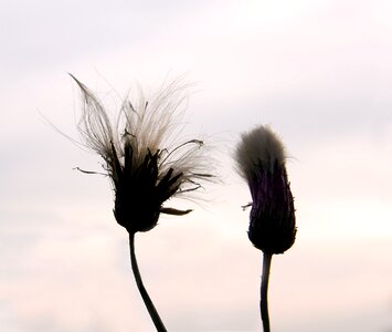 Flowers flowers in pairs two flowers