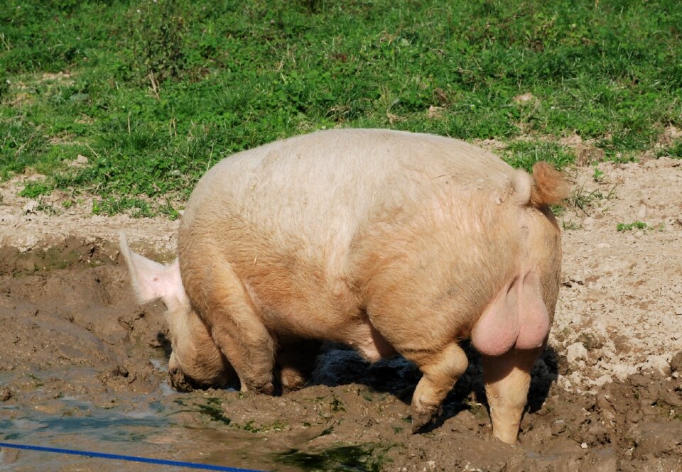 Happy pig animals nature