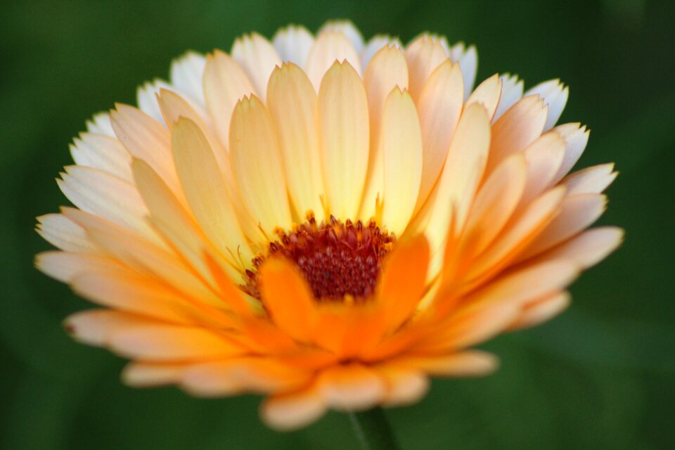 Bloom orange close up