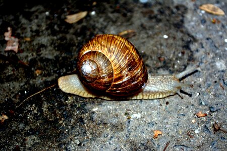 Snail shell my saturday photo