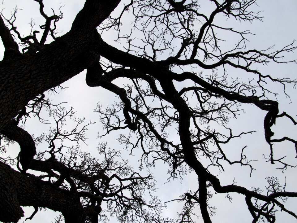 Seasonal winter bare
