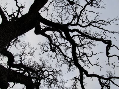Seasonal winter bare