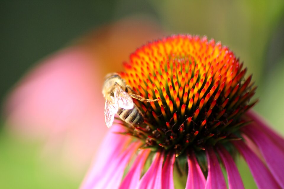 Blossom bloom coneflower