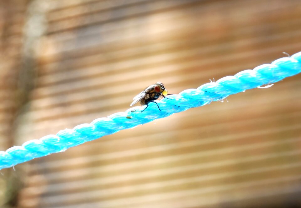 Fly nature insects