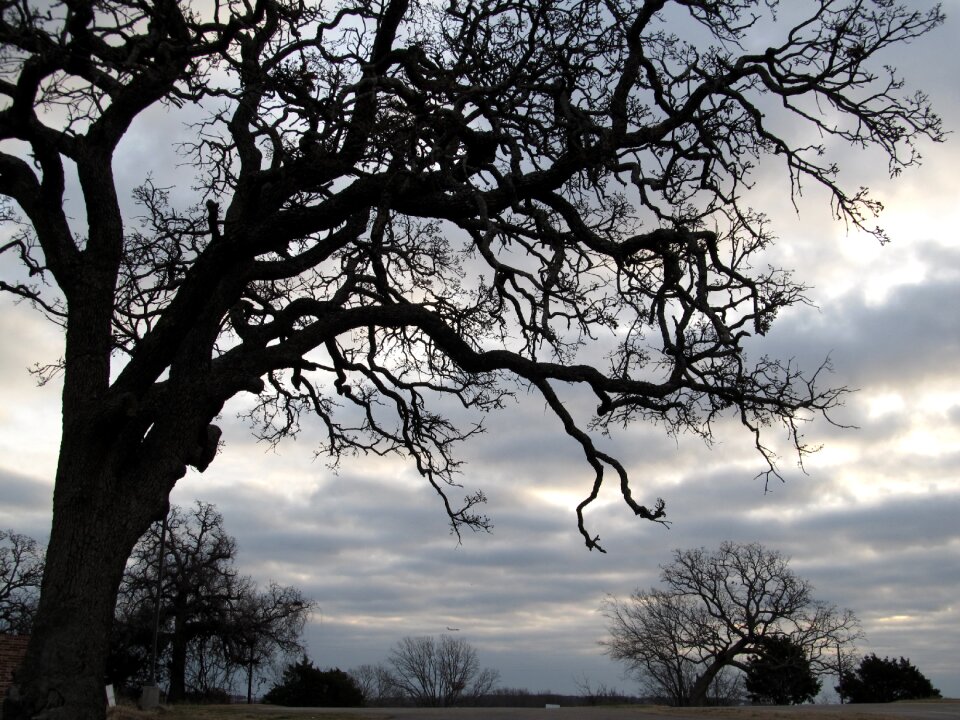 Seasonal winter bare