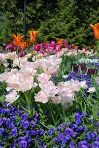 Color petal