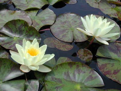 Lily pond flower photo