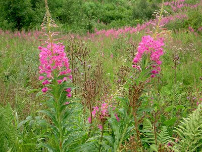Fireweed nature field