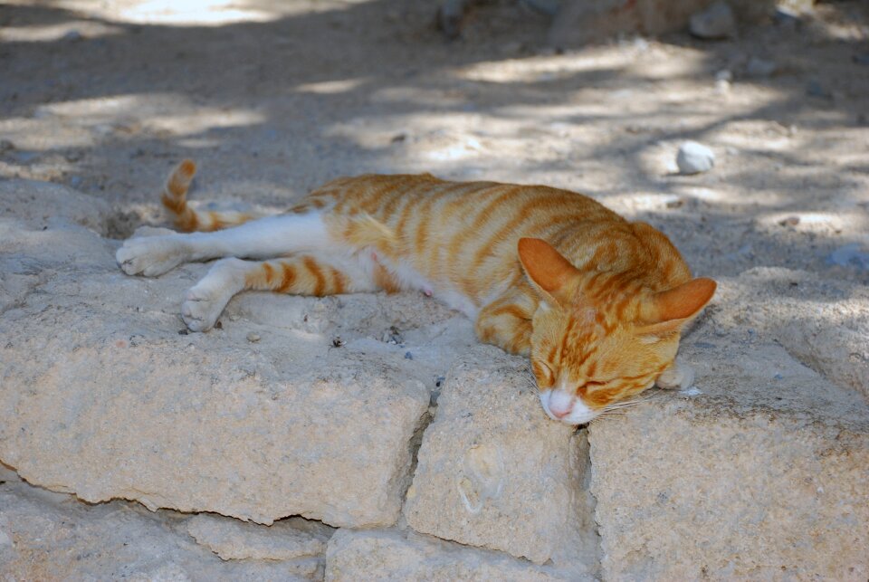 Animals animal kitten