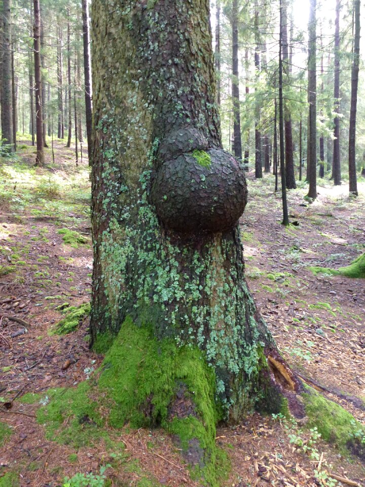 Forest malformation landscape