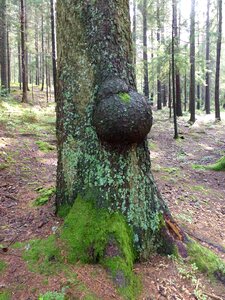 Forest malformation landscape photo