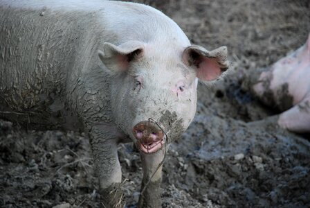 Sow happy pig nature photo