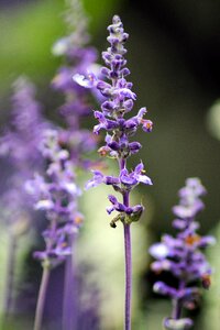 Macro nature garden