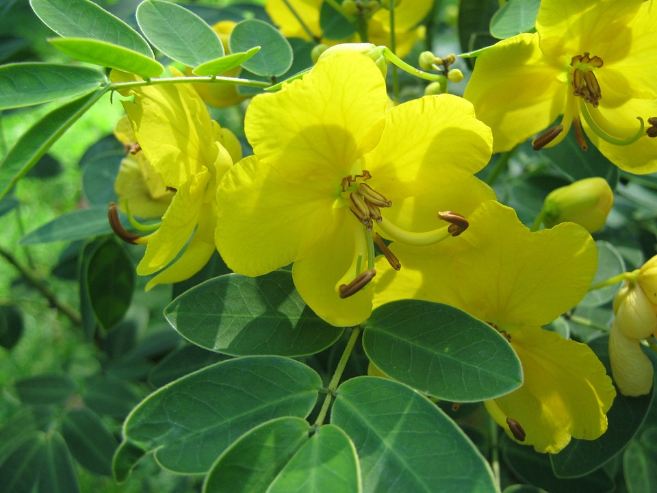 Flower beauty flora