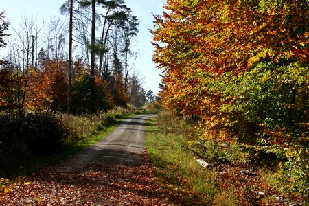 Tree autumn autumn mood photo