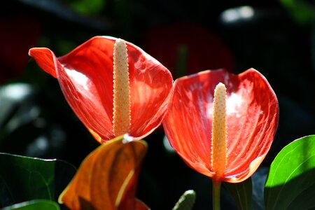 Plant nature garden
