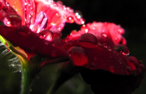 Bloom red geranium