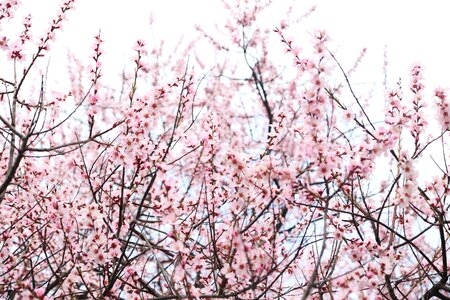 Nyingchi sky pink
