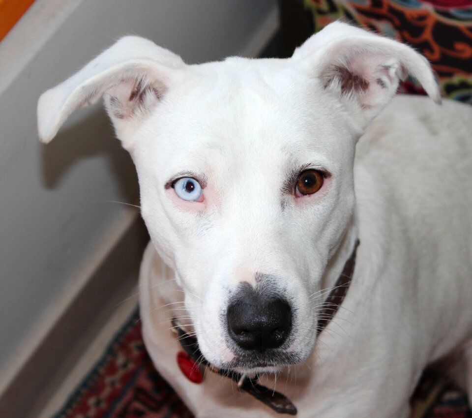 White pittbull iris heterochromia