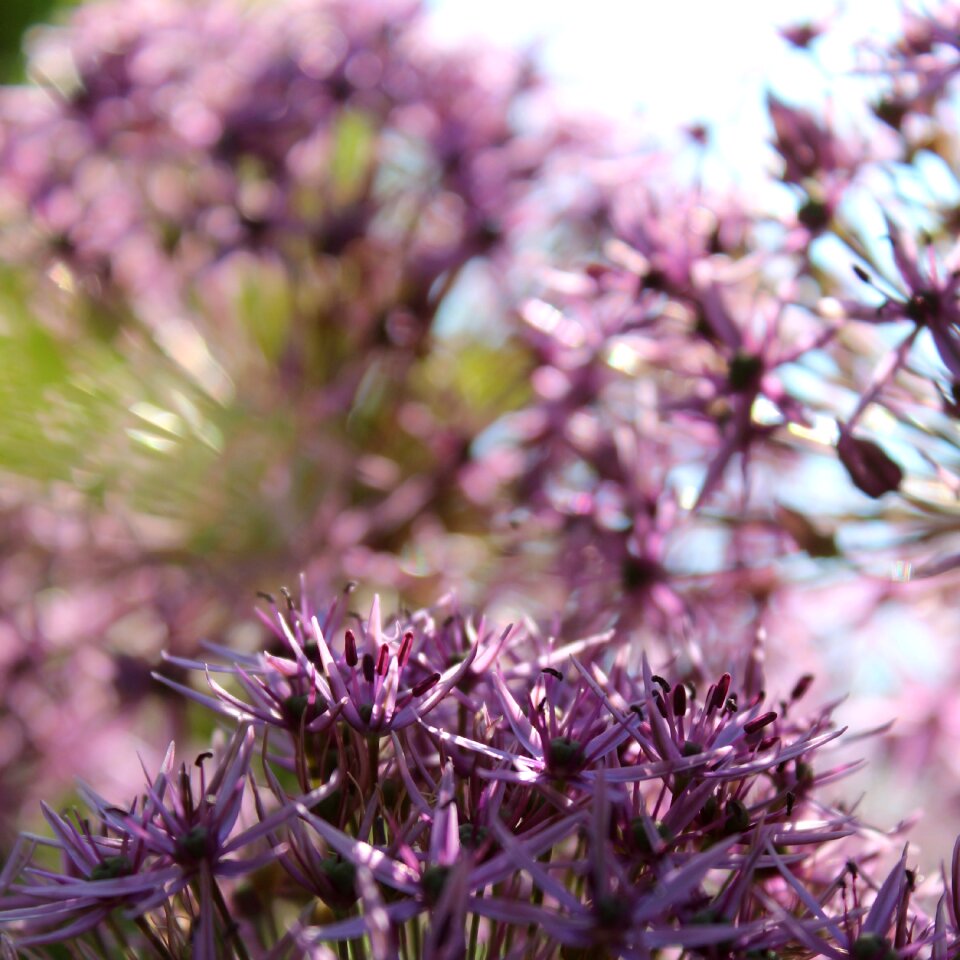 Purple plant summer