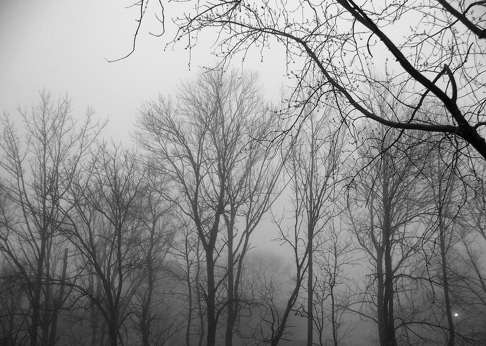 Nature landscape woods