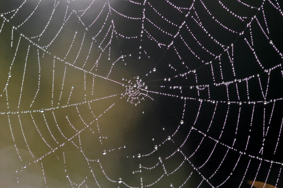 Dew dewdrop autumn