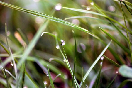 Macro nature green