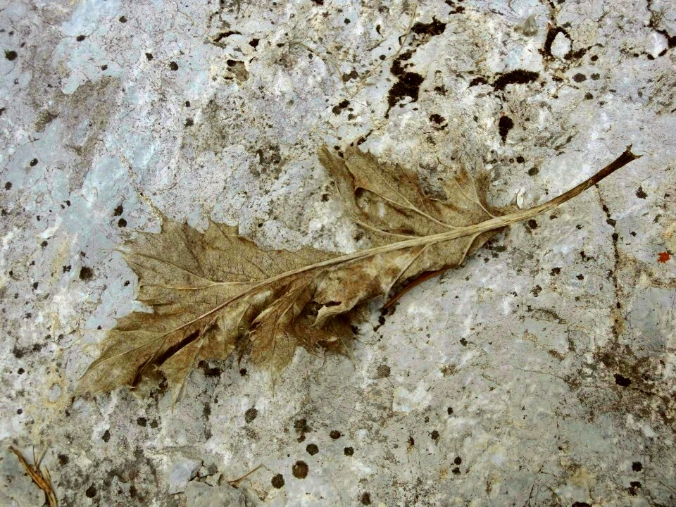 Leaf stone rock