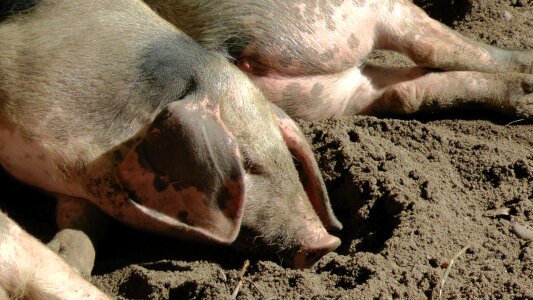 Bunte bentheimer pigs piglet sleep photo