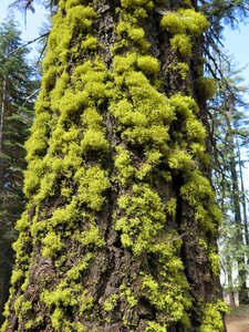 Lichen tree forest photo