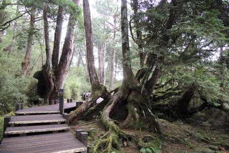 Landscape woods taiwan photo