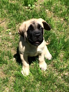 Cute mastiff animal photo