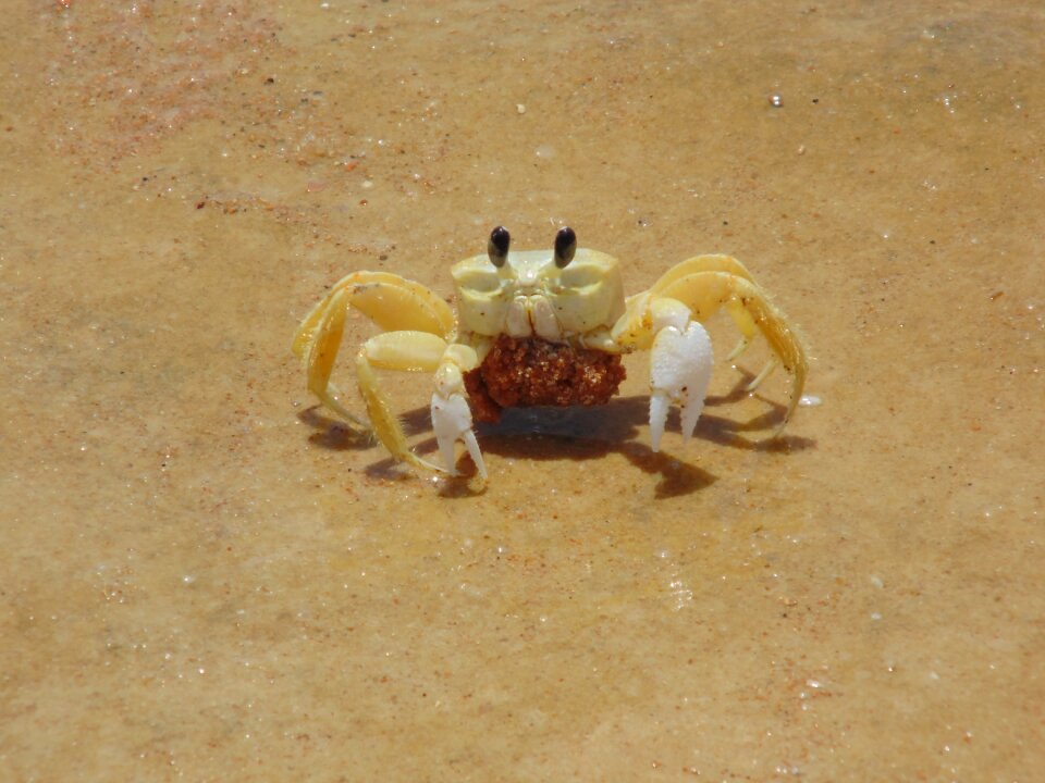Animals marine crayfish with eggs