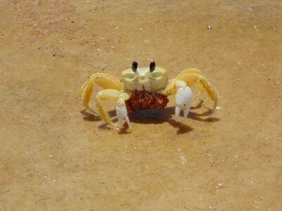Animals marine crayfish with eggs photo
