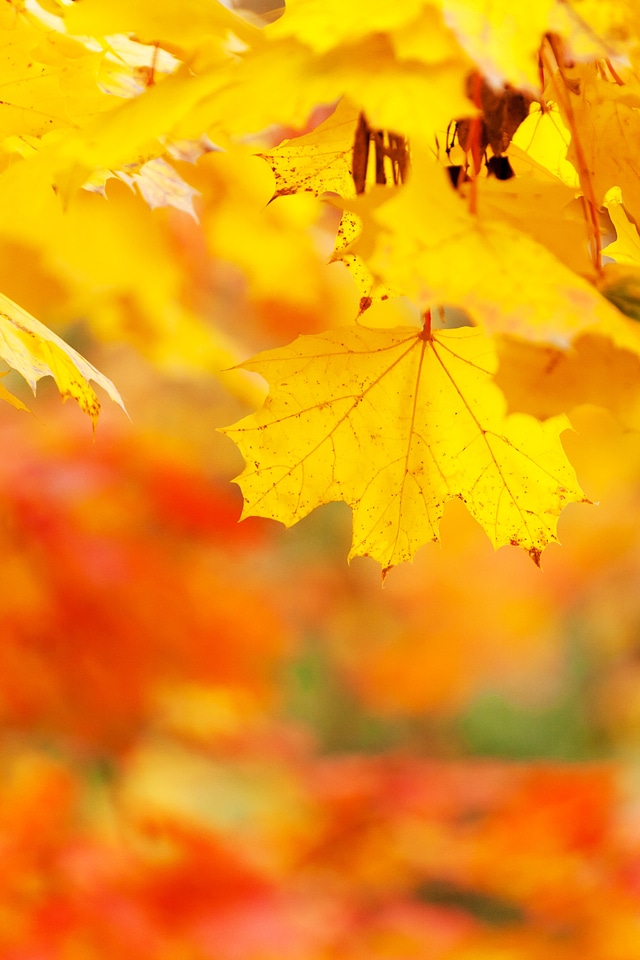 Color fall leaf