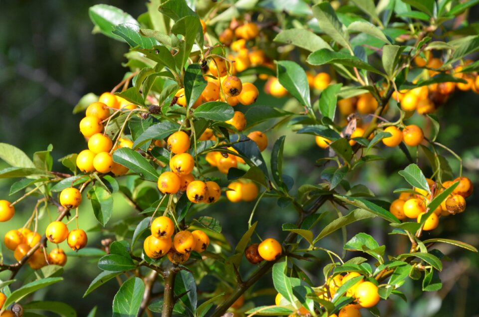 Berries bush nature