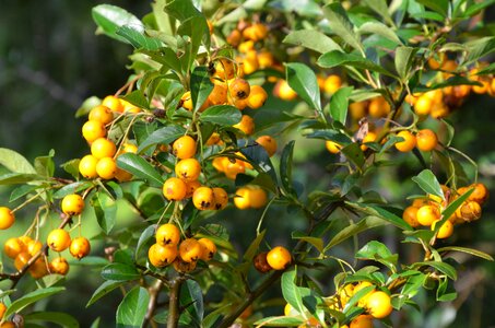 Berries bush nature