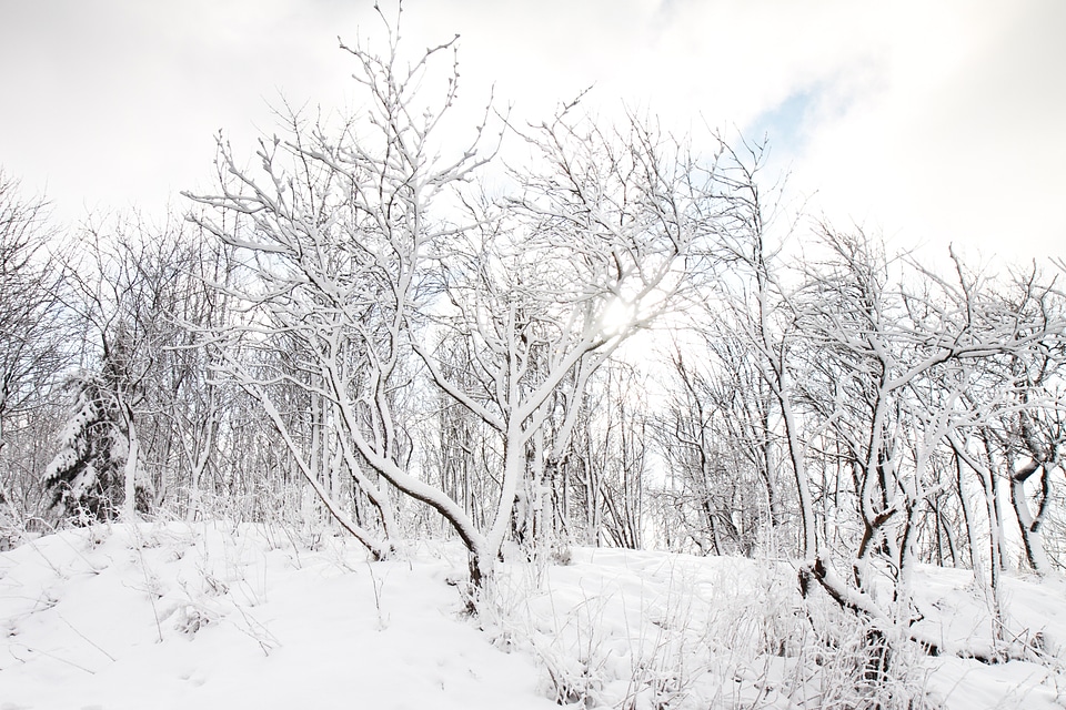 Trees white winter photo