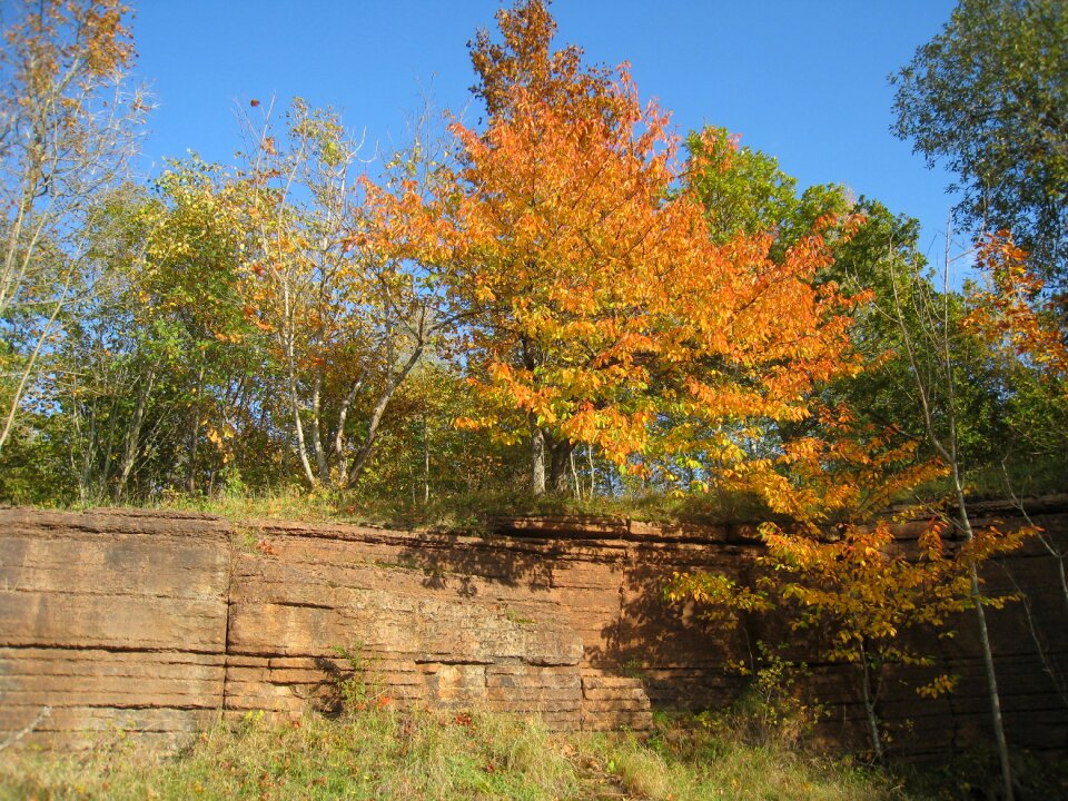 Tree autumn limestone quarry