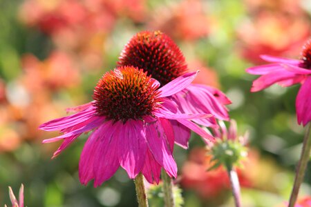 Natural echinacea pink photo