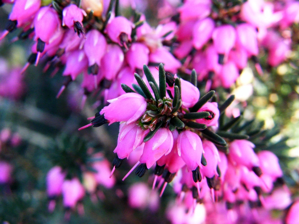 Summer floral bloom photo