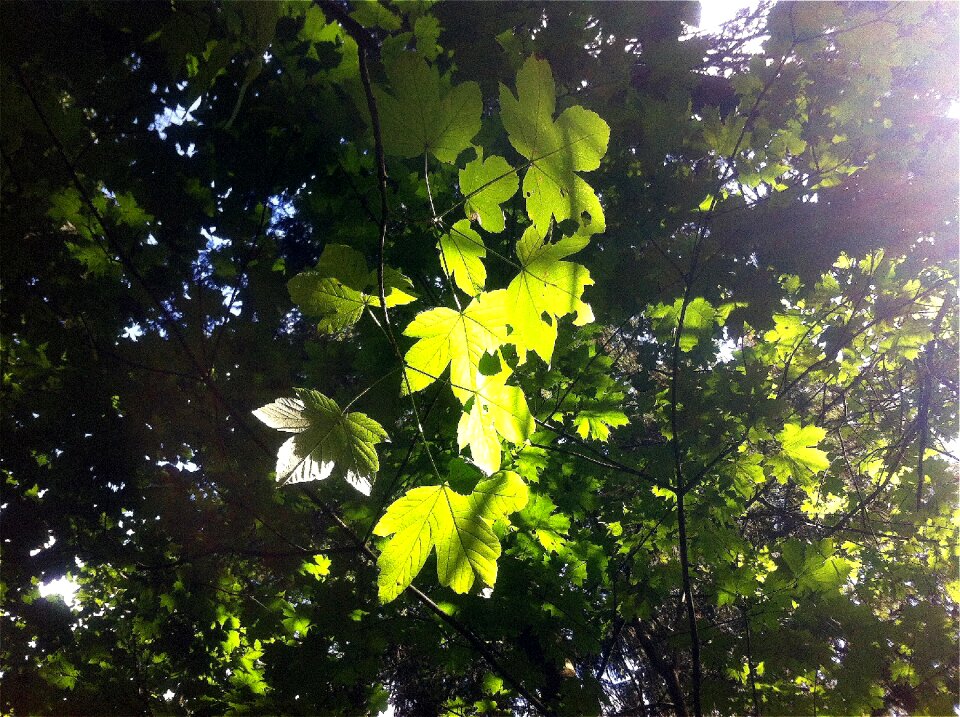 Plant light nature